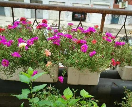 室内养花种菜工具箱,用泡沫箱可以做厨余垃圾堆肥水吗