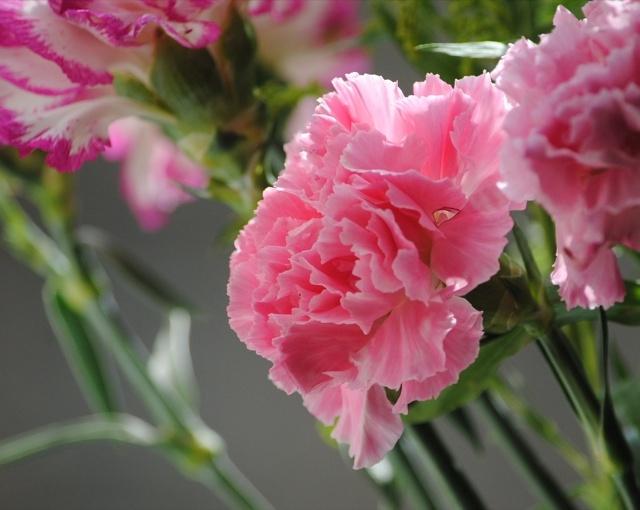 康乃馨种子养殖到开花方法全过程,康乃馨养殖酸性土好还是碱性土好