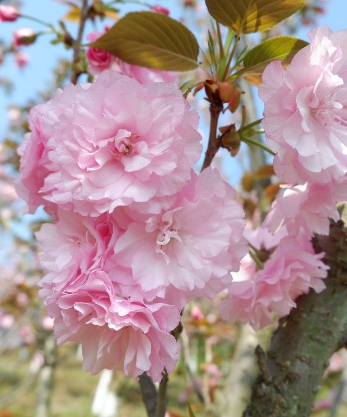 极限运动高楼跑酷剪辑合集,极限运动高楼跑酷剪辑高燃