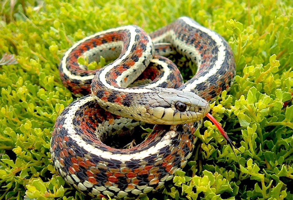 中国吞蛇吐火奇人有哪些,抓蛇高手的捕蛇方法