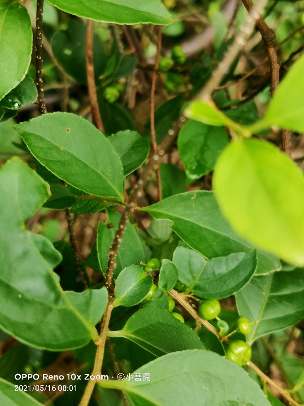 像蟒蛇一样的树,在丛林里看到了一条大蟒蛇