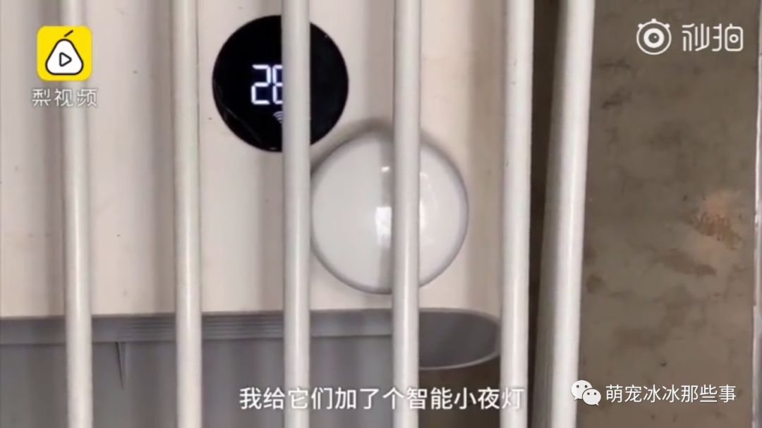 最壕狗窝！主人花3万5为爱宠造了个别墅，泳池和阳光房全都有