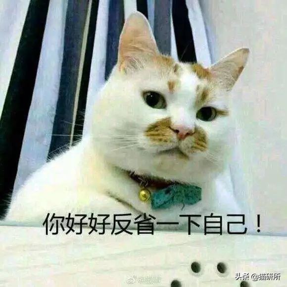 猫咪手脏怎么清洗,如何洗猫咪粘毛的物品