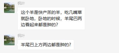 「答疑解惑」原创| 快产羔的羊，尾巴两侧肿大，怎么回事儿？