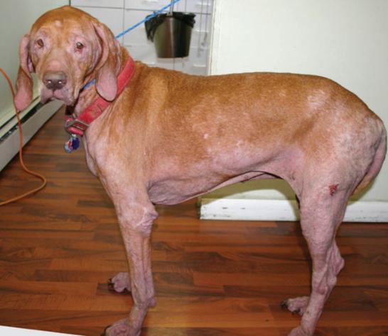 狗狗身上有皮肤病用什么药,狗狗皮肤大面积泛红怎么治