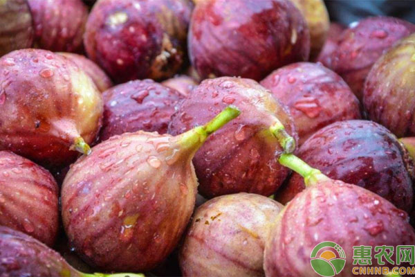 无花果多少钱一斤什么时候种植,无花果成熟度
