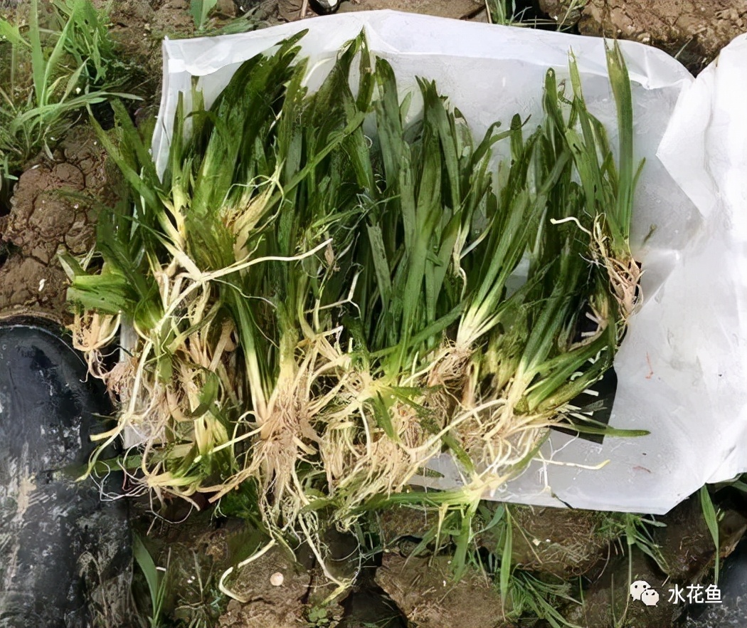 食藻虫怎么消灭,怎么培育食藻虫