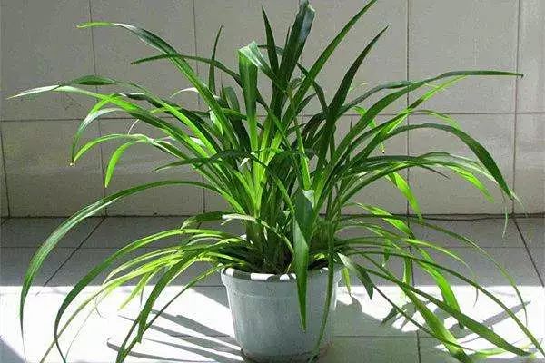 吸油烟和甲醛的植物,住新房有什么植物能去甲醛