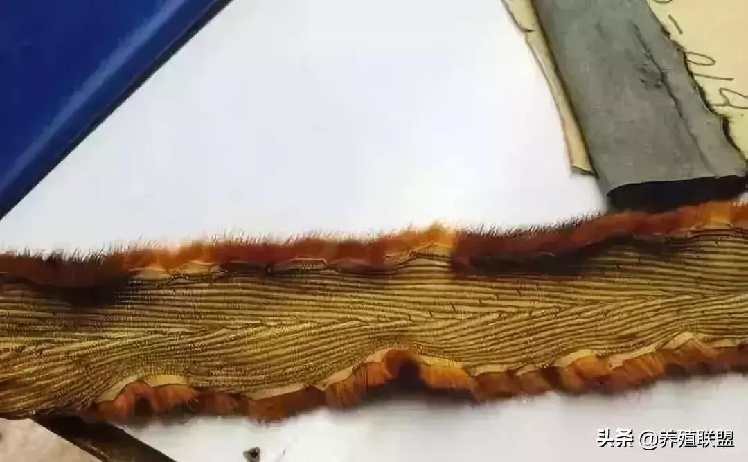 几千和几百的皮衣,一千块可以买什么档次的皮草