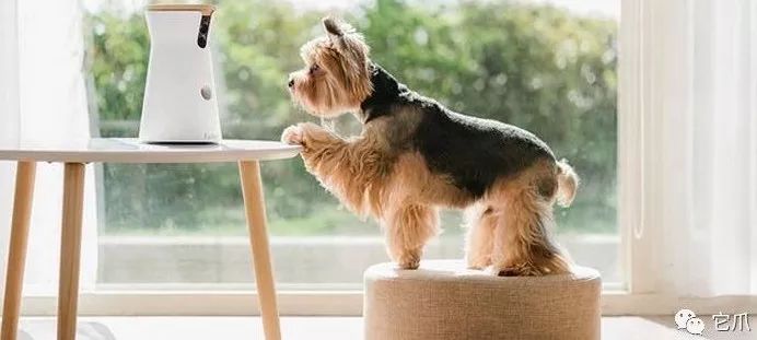 狗狗脚趾炎会传染另一只狗狗吗,人感冒会传染狗狗吗