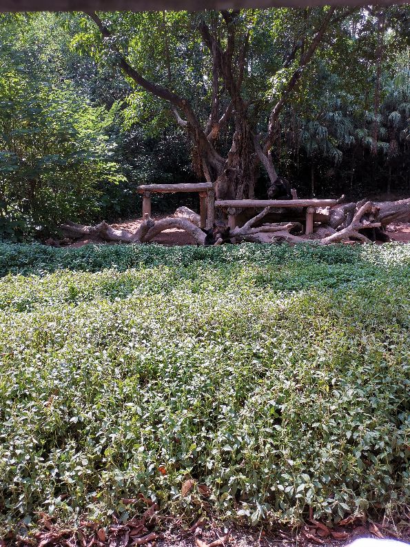 番禺长隆野生动物酒店住宿攻略,广州动物园和长隆野生动物世界