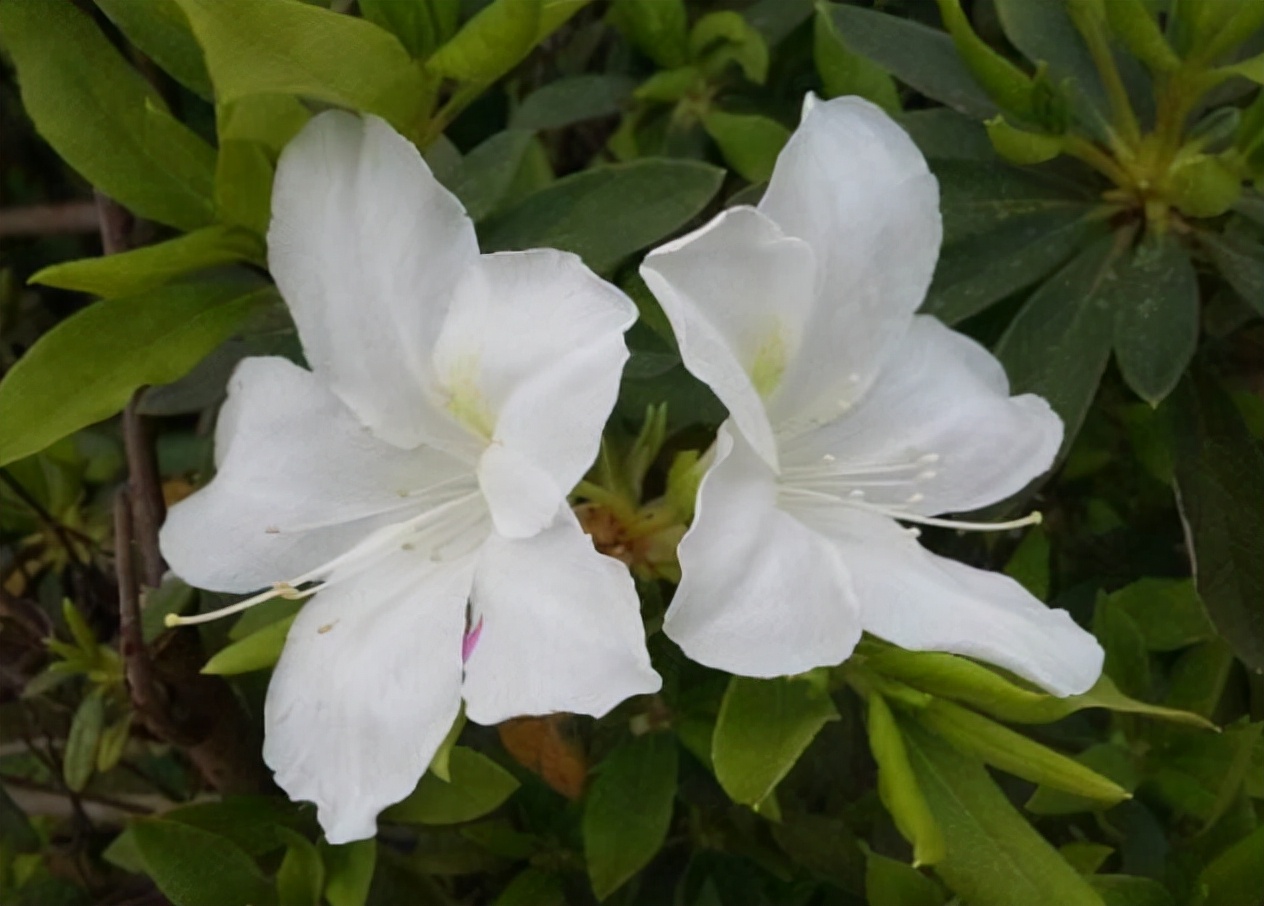 20种大毒花很多人养了却不知有毒,常见的4种毒花