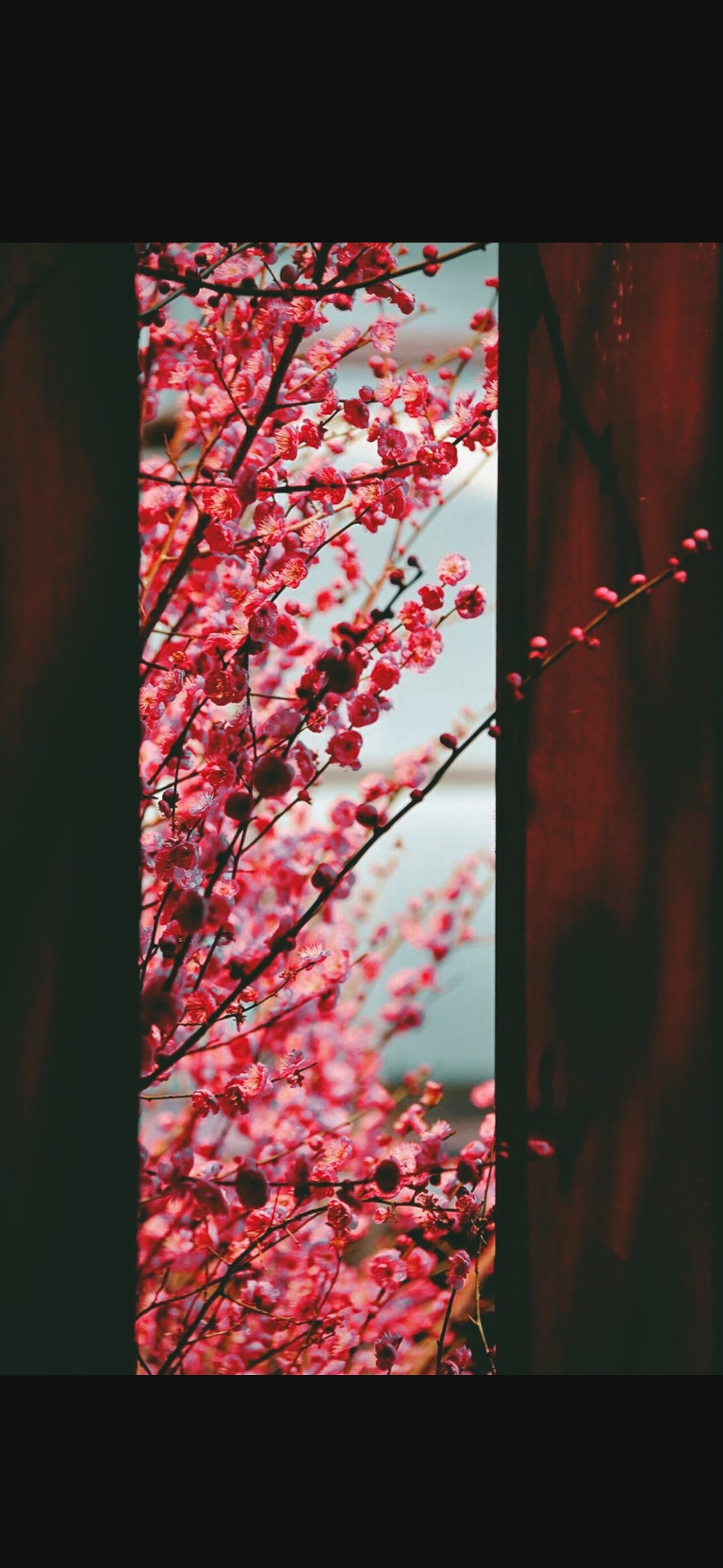 粉墙斜露杏花梢意思,粉墙斜露杏花梢