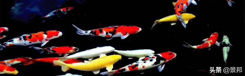 锦鲤鱼池及生化过滤系统多少钱,锦鲤鱼池用什么过滤最好呢