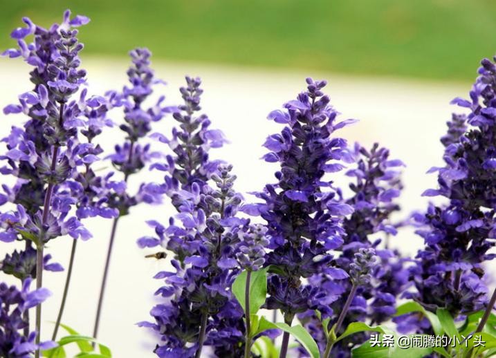 洋苏草花语,洋苏草的花语和寓意