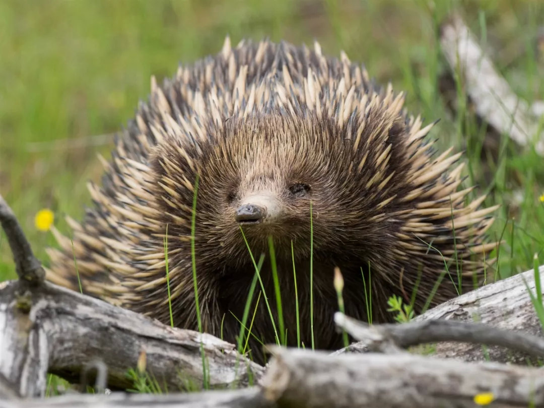 有袋类动物有哪些科,有袋类动物幼儿科普