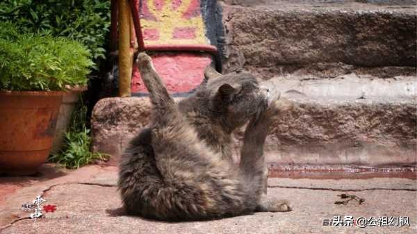 从上海G318到尼泊尔快乐骑行之旅63【梦中的拉萨4】