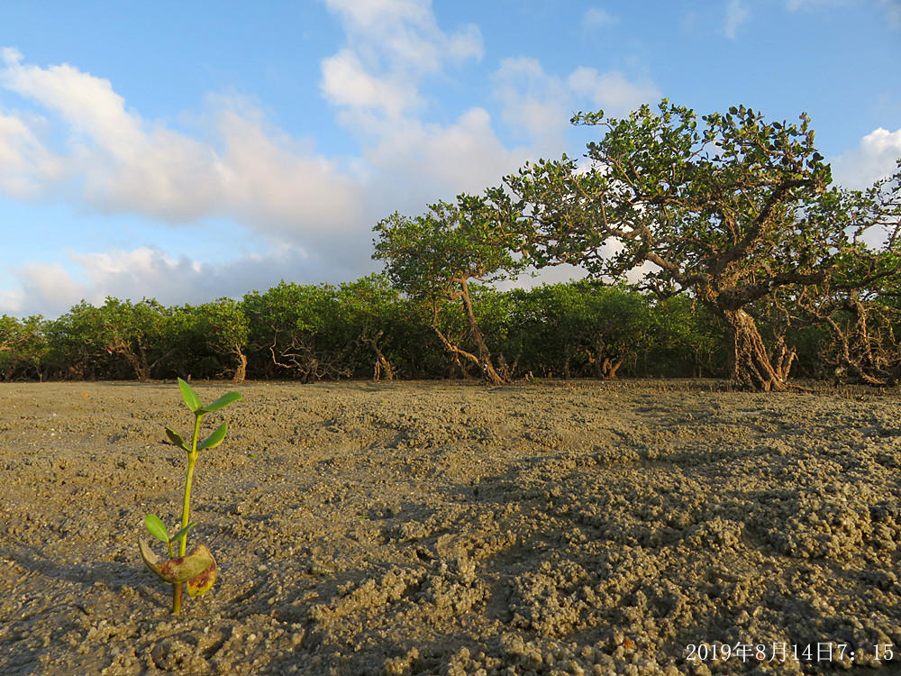 痛心！北海红树林不设防，任你踩任你挖