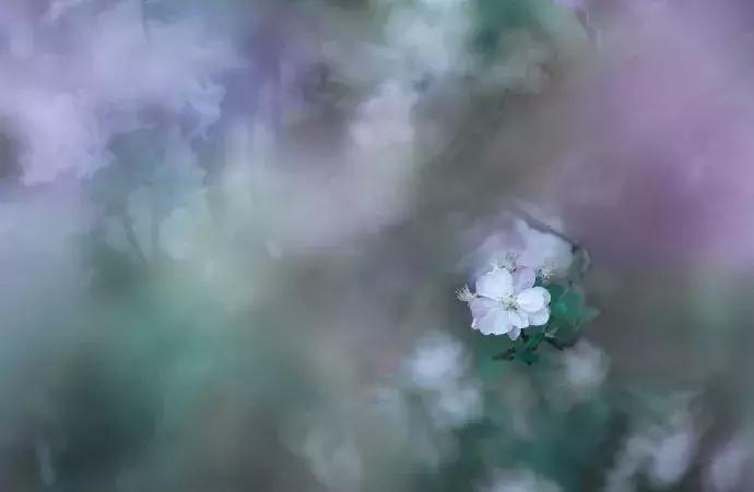 纵豆蔻词工青楼梦好难赋深情出处,纵豆蔻词工青楼梦好难赋深情赏析