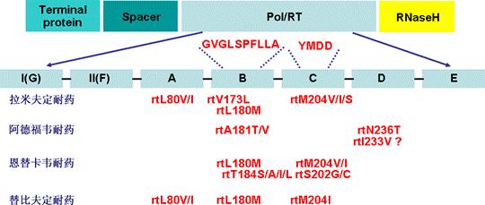 乙肝taf治疗效果,乙肝nas治疗是什么意思