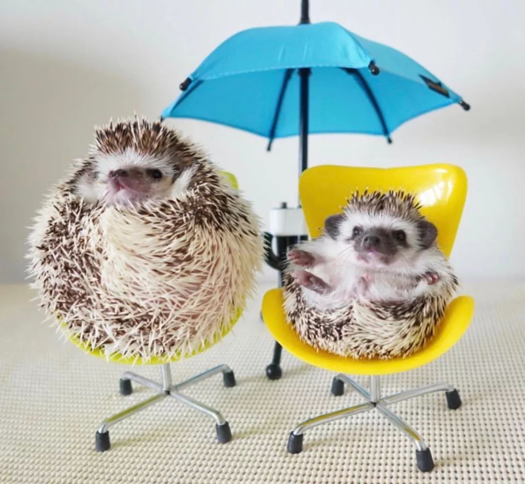 养一只戏精宠物是什么体验,养了一只小狐狸是什么体验