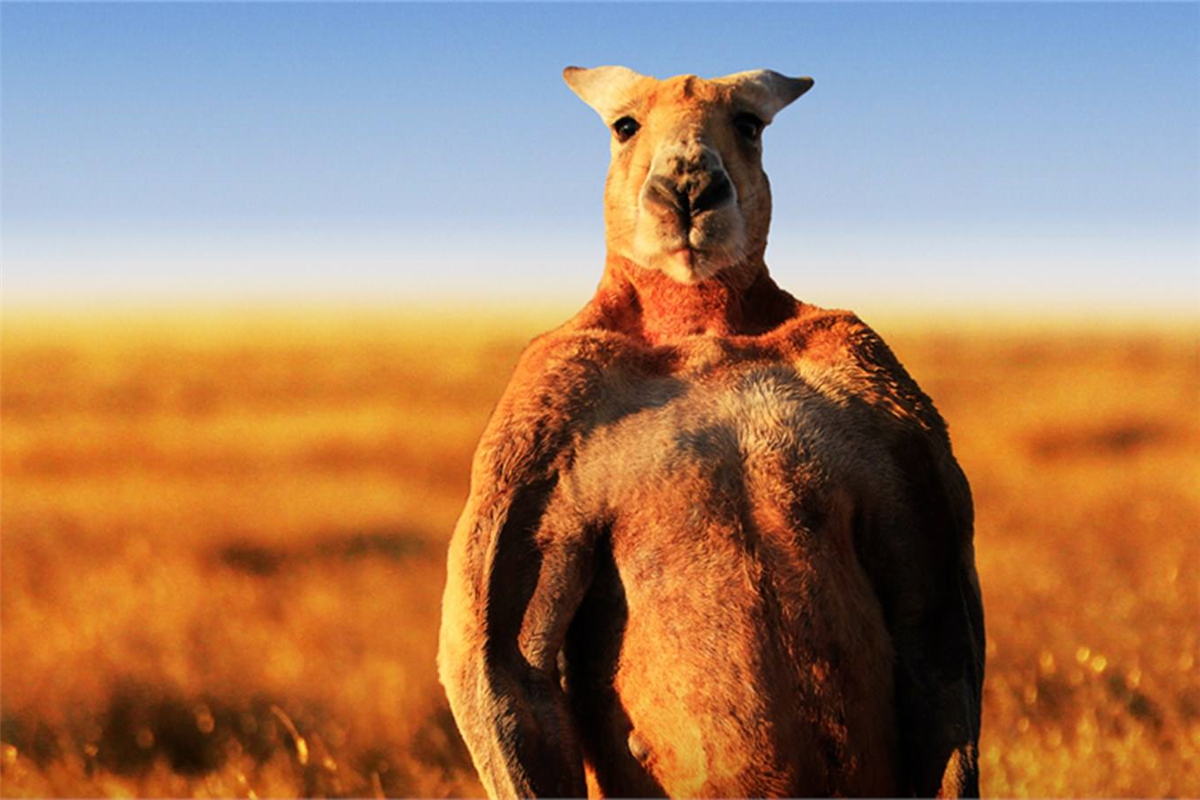 澳大利亚袋鼠有多可怕 (袋鼠为什么称霸澳大利亚)