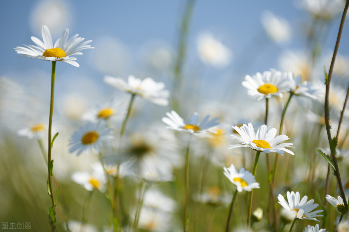 十二星座在班里谁谈爱谁喜欢你,十二星座怎样聊天才是真喜欢你