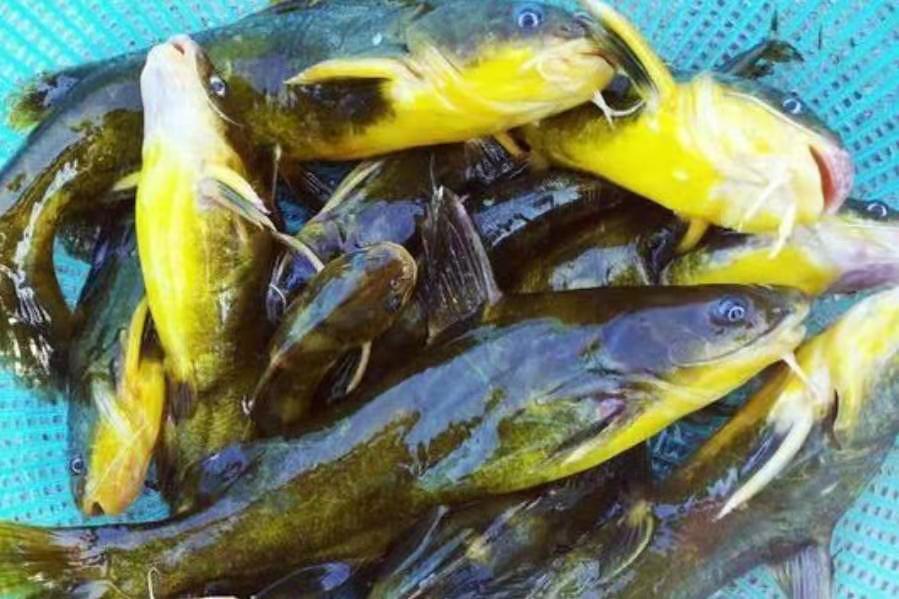 黄鸭叫的钓法及打窝技巧,黄鸭叫用什么鱼饵最好钓