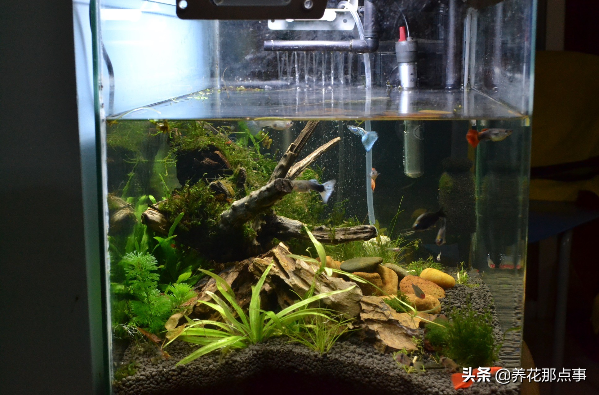 新手养小型热带鱼推荐,热带鱼生态鱼缸养殖必备条件