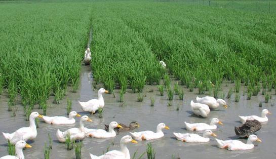 养鸭人必读，鸭传染性浆膜炎的症状及防治