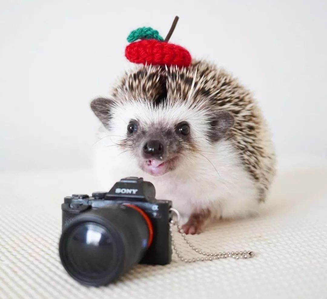 养一只戏精宠物是什么体验,养了一只小狐狸是什么体验