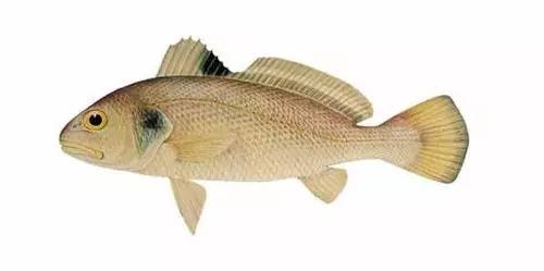 十种受欢迎的海鲜鱼类,最名贵的海鲜鱼类