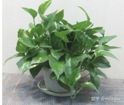 怎样选择装修材料避免甲醛超标,家里部分装修了怎么避免甲醛