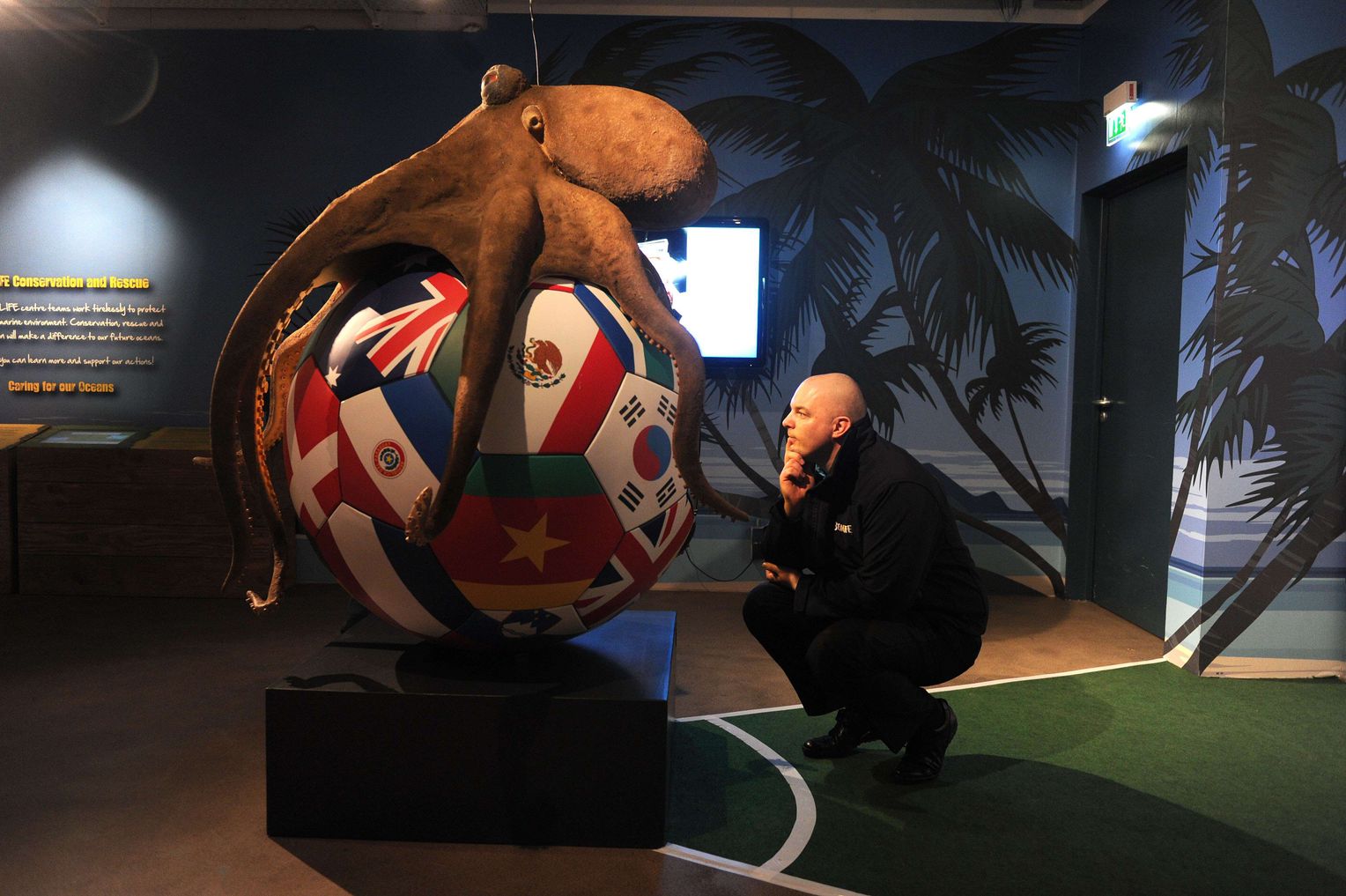 章鱼有9个大脑,章鱼有多聪明它有九个大脑