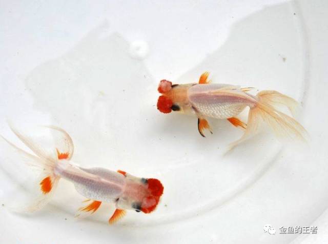 5*级A**金鱼如何评定？懂了这4条，你就是半个金鱼专家