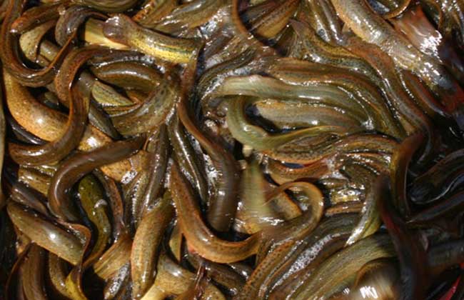 泥鳅为什么又肥又大没人敢吃,哪个品种的泥鳅营养价值高