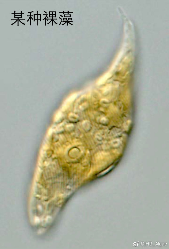 什么是藻类,什么是藻类图片