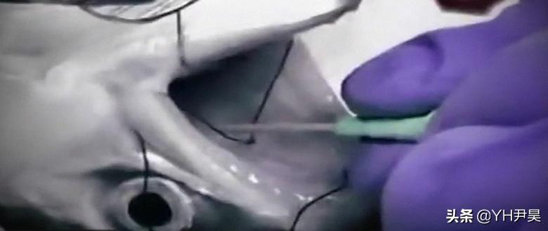 1998年美国海岸大批生物突发异样，专家共同侦查，真凶竟是天气