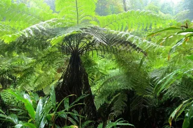 海南常见植物图解视频,海南的树木都有哪些名称