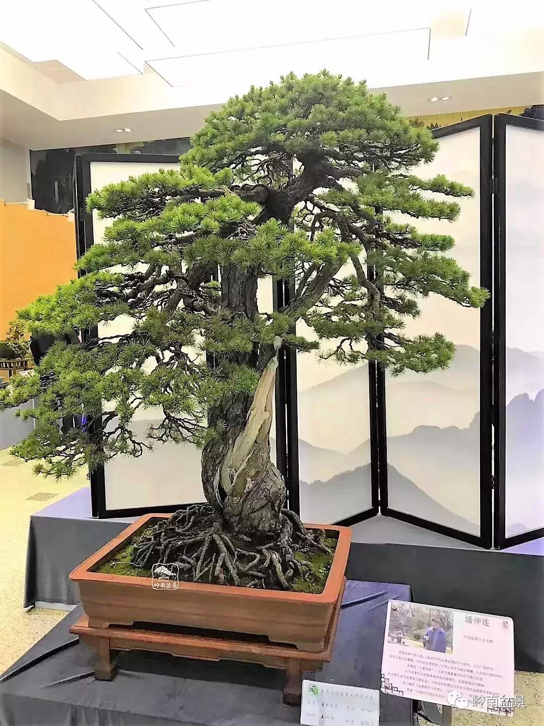 苍劲古朴挺拔有力的老桩盆景欣赏,老态龙钟盆景作品欣赏