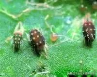 桉树虫害的天敌有哪些,虫害防治需要多少天敌