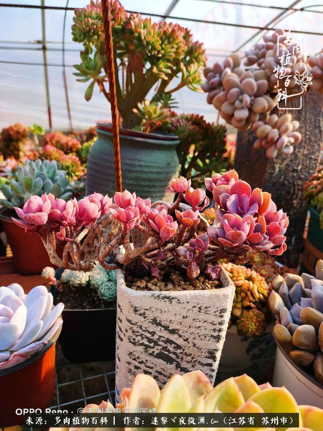 围观多肉版武林大会，一起穿越吧,下