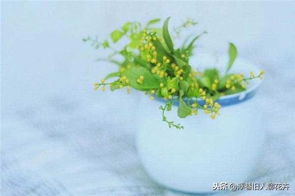 米兰花养护最好的方法,养好米兰花的三大养护技巧