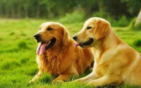 盘点那些奇形怪状的狗狗,十种狗狗比起来哪种狗狗最厉害呢