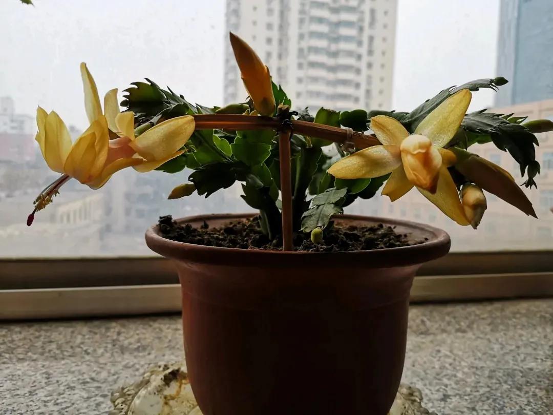 蟹爪兰一盆3个颜色,蟹爪兰100品种图片