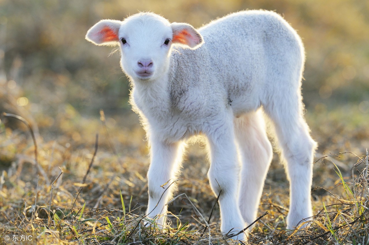 十二生肖的今日运势和运程排名,十二生肖的运势明日运程