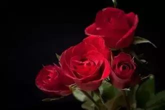 520情人节祝福送上真的太美了,最新的520情人节