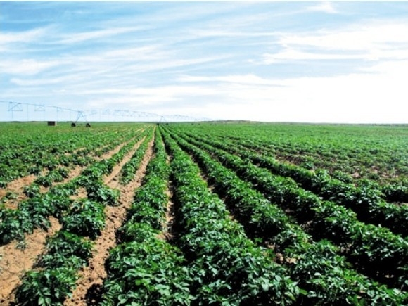 野生马铃薯和栽培马铃薯的比较,马铃薯种植技术与方法