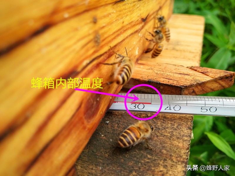 有些蜜蜂好会蜇人有什么原因,蜜蜂为什么会莫名其妙蜇人