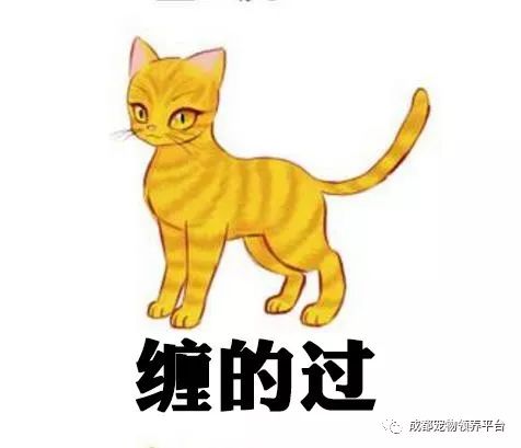 谁说土猫无名猫？快来围观古代猫谱，你家有没有镇宅神兽！
